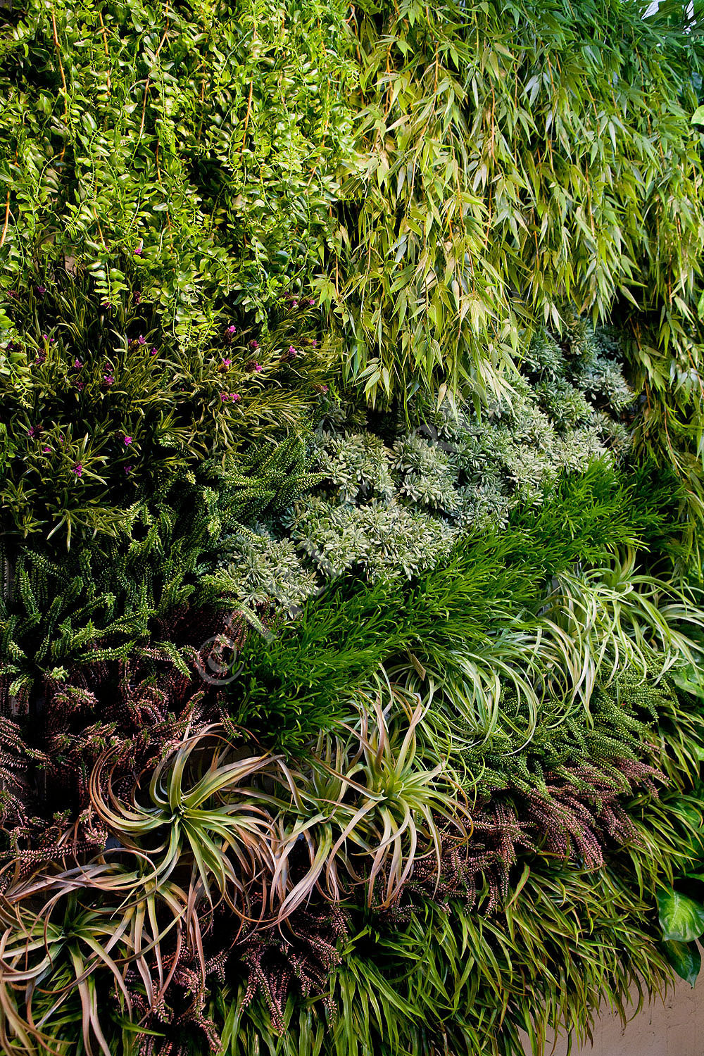 20.1415N Бамбук ампельный Цветочная коллекция  - Вид №4