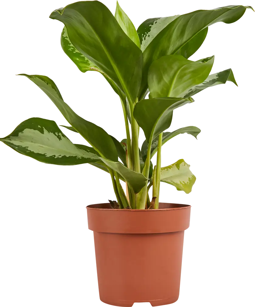 Аглаонема Росток Santreyd - комнатное растение с малиновым кантом 84587059