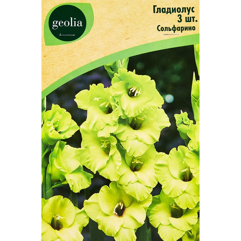 Гладиолус Сольфарино, 3 шт. 89349347 STLM-2194908 GEOLIA 