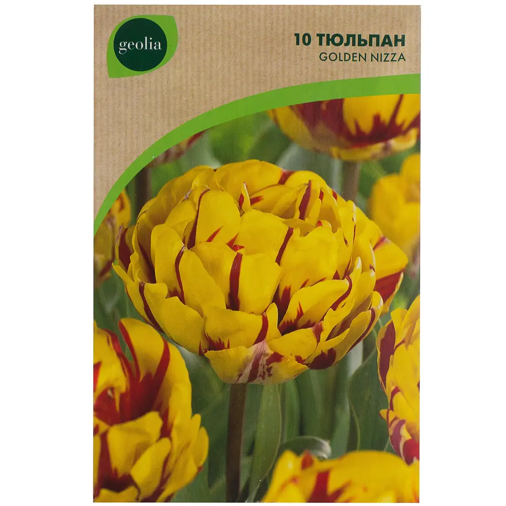 Тюльпан Golden nizza GEOLIA 11/12 10/9 STLM-2050596 - Вид №1