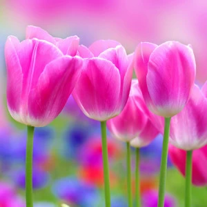 C2-153 Фотообои DIVINO Collection C 2.7х3 м