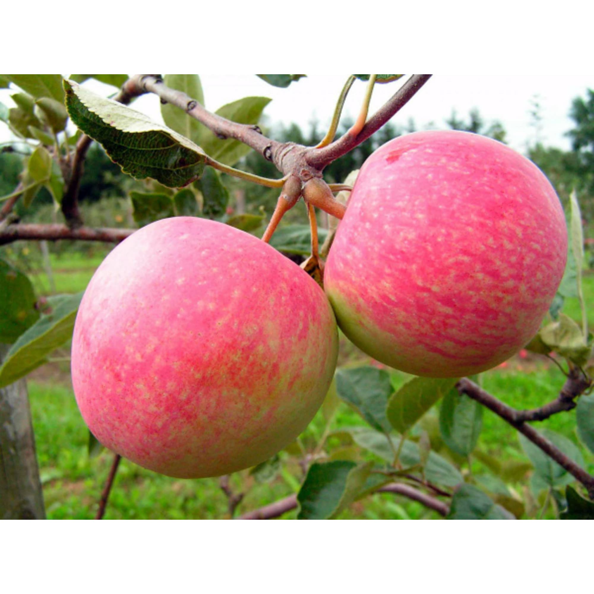 82597153 Яблоня «Грушовка Московская» C4 высота 140 см Santreyd  - Вид №2