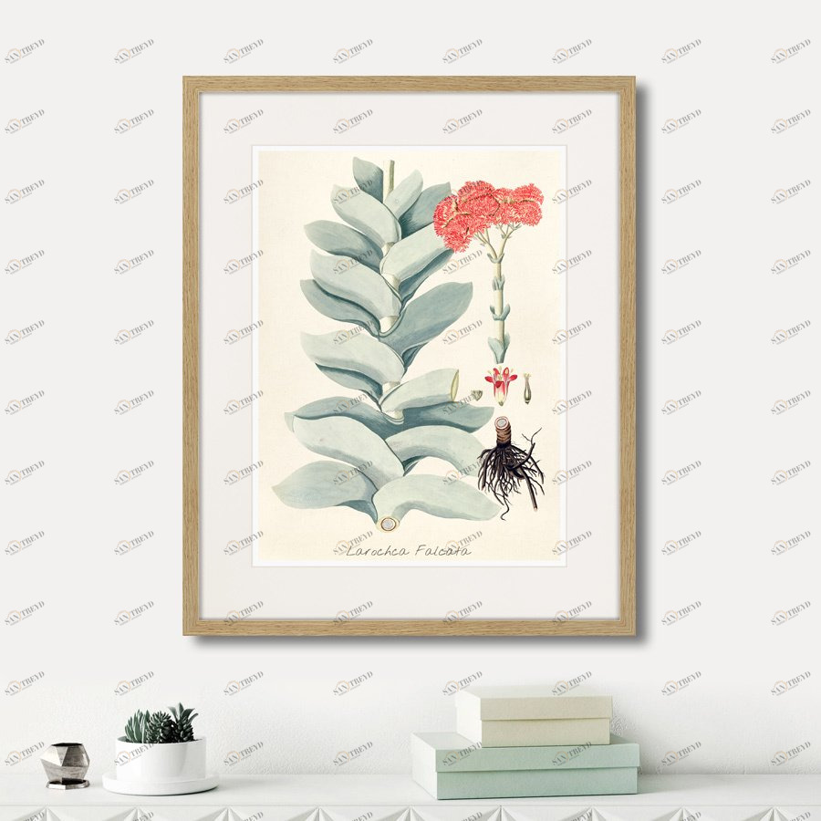Картина в раме 52х42 см Fragmenta botanica №4, 1809г. КАРТИНЫ В КВАРТИРУ  264320 Зеленый;розовый;разноцветный 