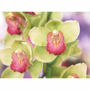 Фотообои бумажные Очарование 200x140 см