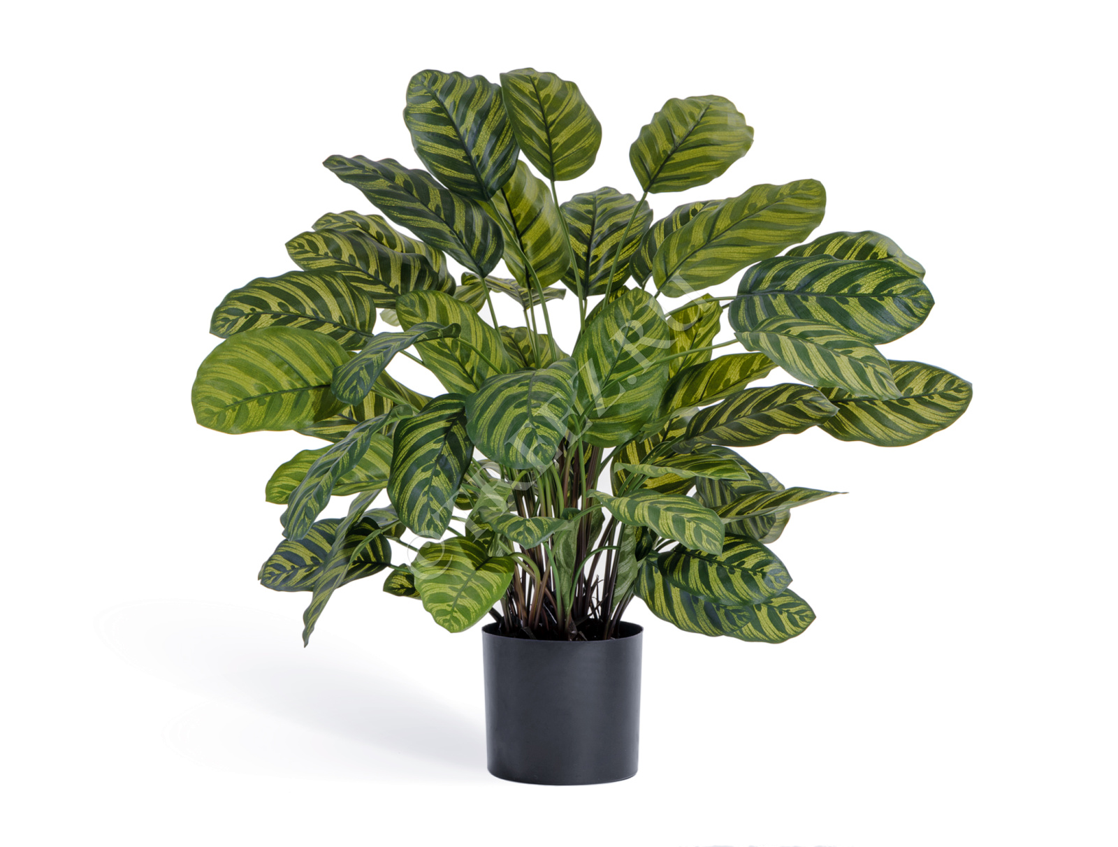 20.1014XL Калатея крупнолистная в горшке Цветочная коллекция  - Вид №1