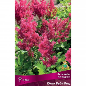 83599221 Астильба гибридная Юник Кармин луковица I