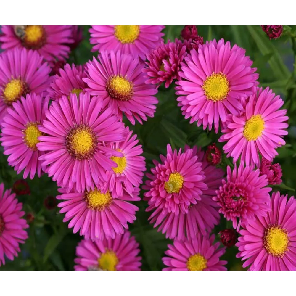 Астра бордюрная Дженни ø15 h50 см 84832037 STLM-2059026 PLANTMARKET 