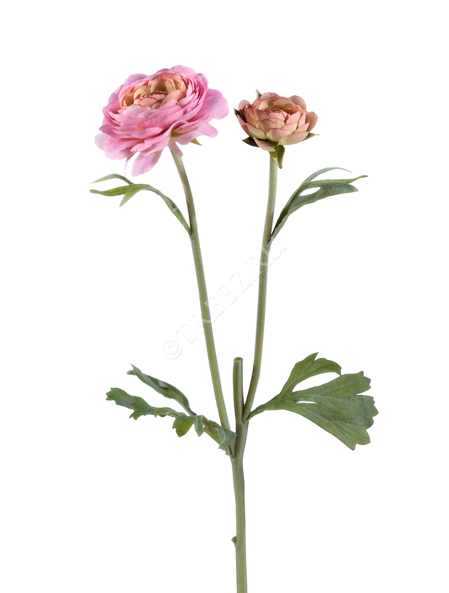 30.0610041PK Ранункулус розовый Цветочная коллекция 