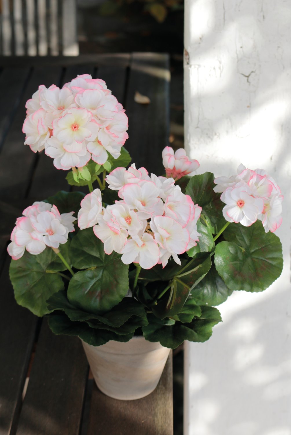 9716 705 a3 Герань шелковая, горшечная, 33 см, бело-розовая H-andreas  - Вид №6