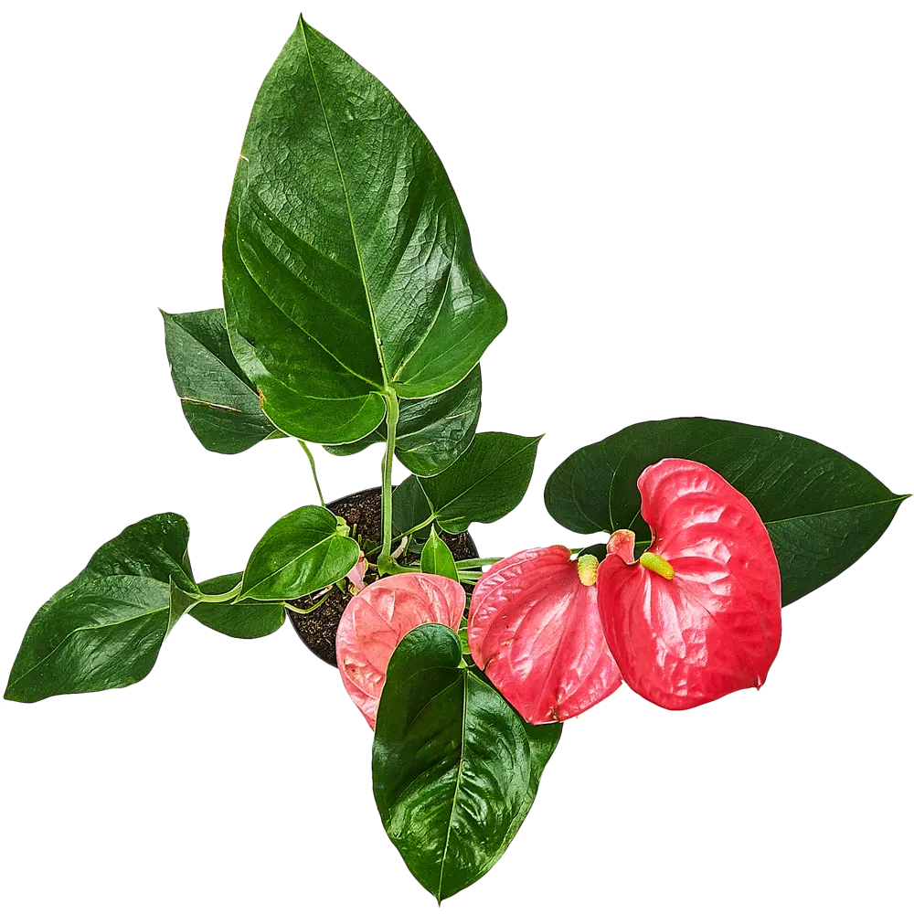 Santreyd Антуриум розовый — изысканное комнатное растение с сердцевидными листьями 87959872 STLM-1447587 - Вид №2