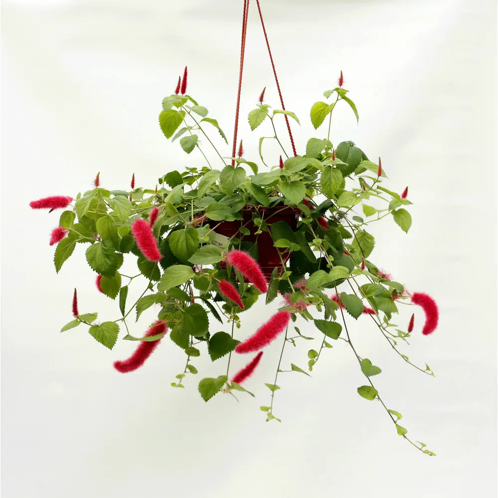 Акалифа Santreyd — декоративный куст с малиновыми соцветиями в кашпо 89338376 STLM-0957116