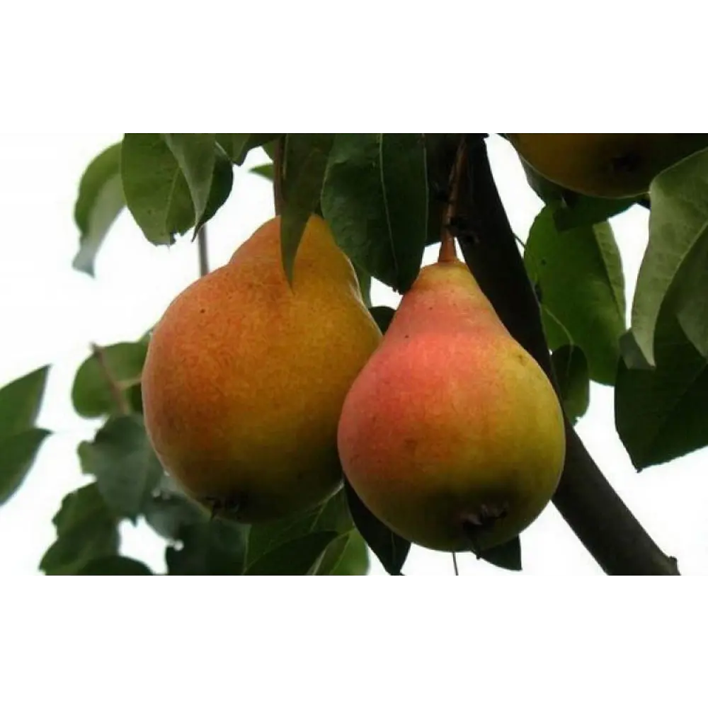Груша микс Santreyd - саженцы плодовых деревьев для сада 87718524 STLM-0075281