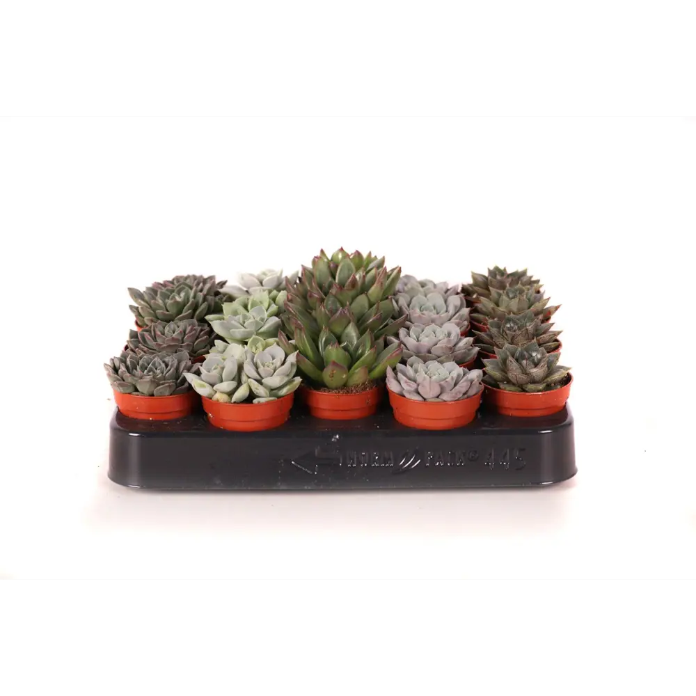 Эхеверия микс - суккулент для домашнего озеленения ø5.5 см 89434657 Santreyd STLM-1583780