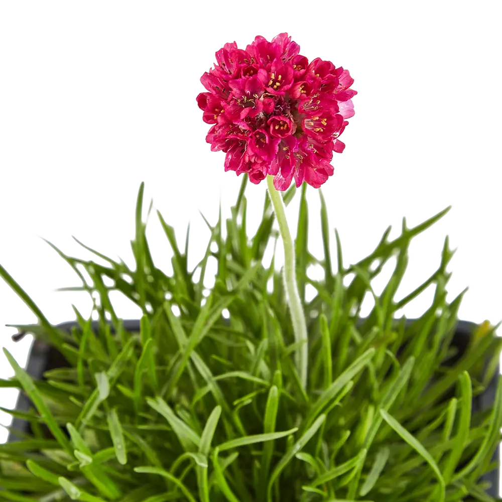 Армерия приморская Santreyd — пурпурное украшение сада 84845128 STLM-1495665 - Вид №1