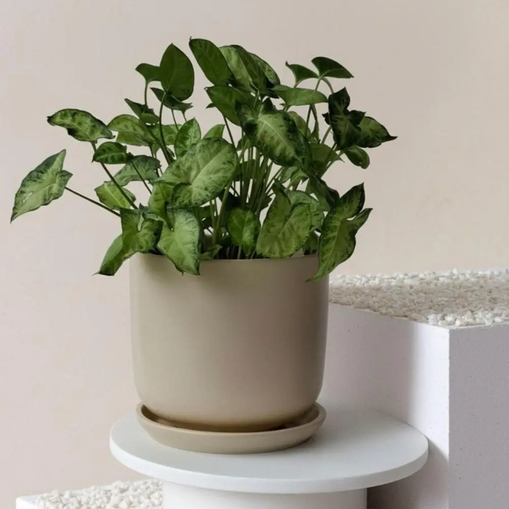 Горшок для цветов Шайн Ø26 h23 см v9.5 л керамика бежевый Santreyd нет STLM-2173012 - Вид №1