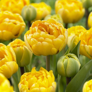 89078336 Тюльпан махровый ранний Дансинг Куин луковица 12/, 5 шт.