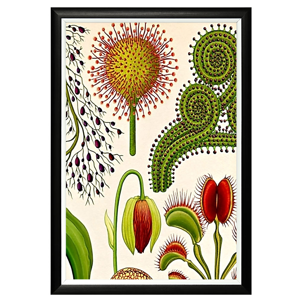 896518653_1818 Арт-постер «Экзотика мира» Object Desire 