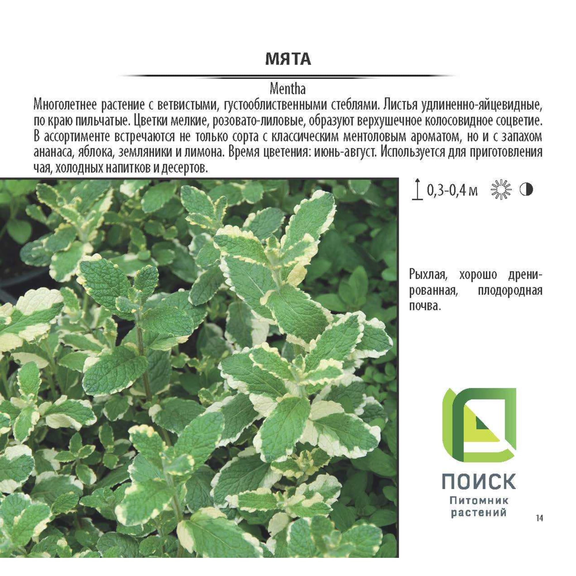 17897521 Мята в сортах (V1,5л) Santreyd  - Вид №1