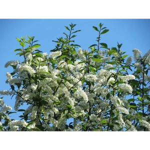 Черемуха кистевая микс ø25 h80 см 85325504 STLM-2097806