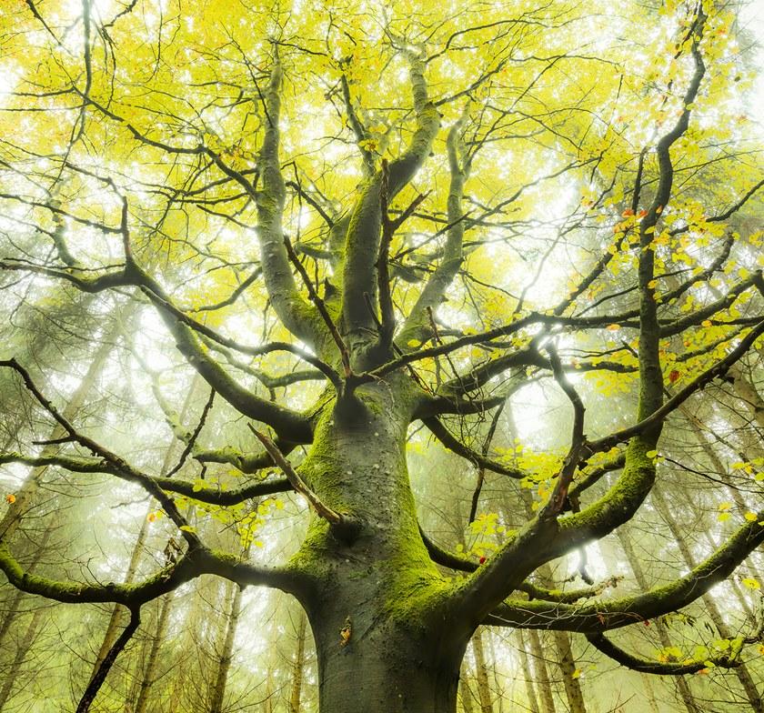 Komar Флизелиновые обои с пейзажами Wanderlust Shx6-020 - Вид №1