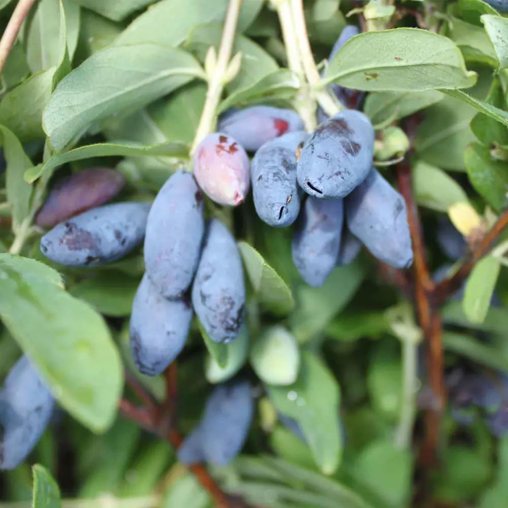 Santreyd Жимолость съедобная - среднеспелый кустарник с обильным плодоношением 18016094 STLM-0009249