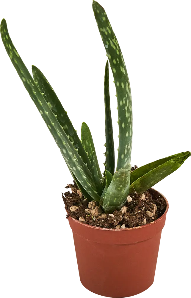 Алоэ вера Santreyd — живой суккулент для вашего интерьера 88477126