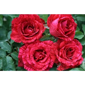 Роза чайно-гибридная Рэд Наоми ø18 h40 см