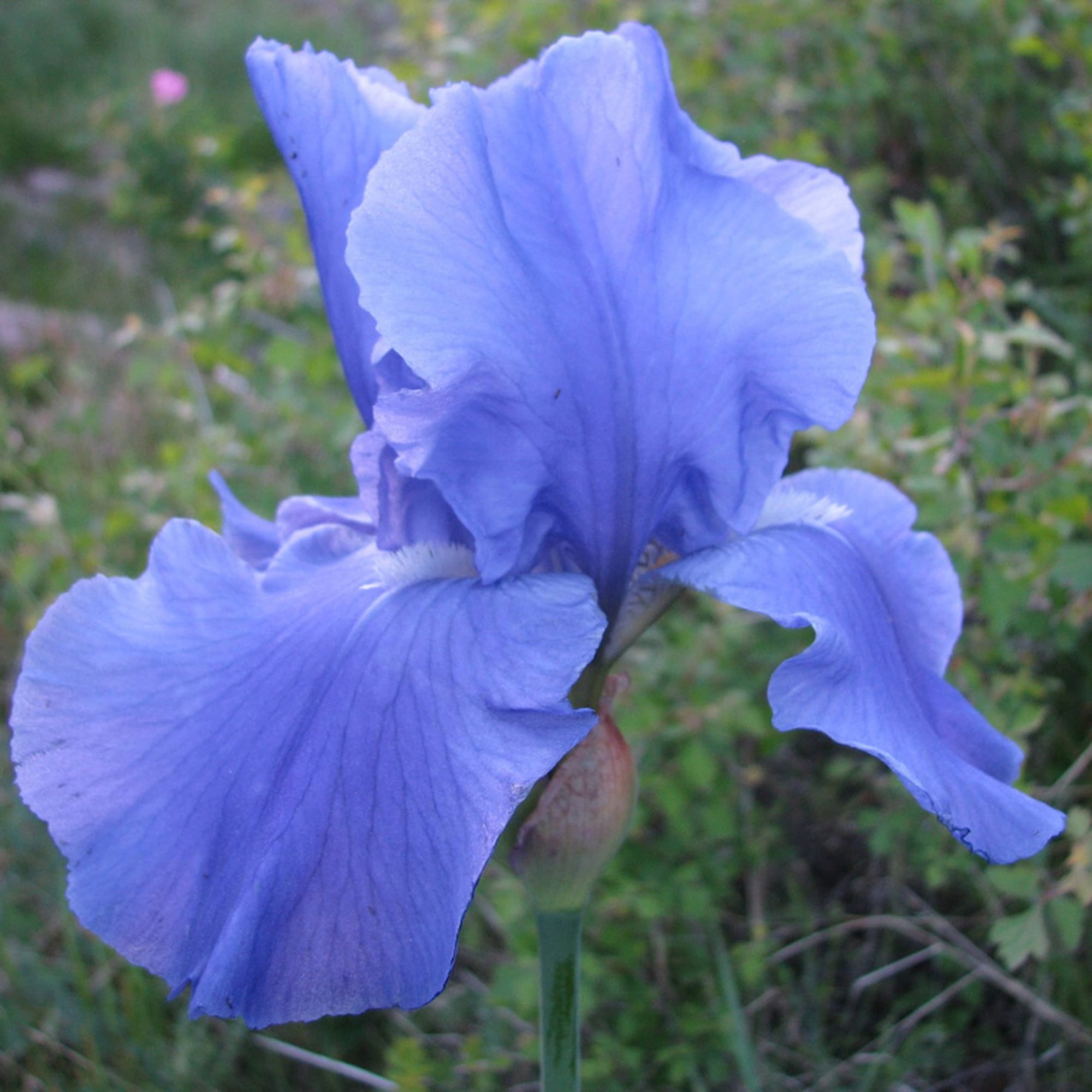 81954811 Ирис германский С1 «Блу» Santreyd  - Вид №2