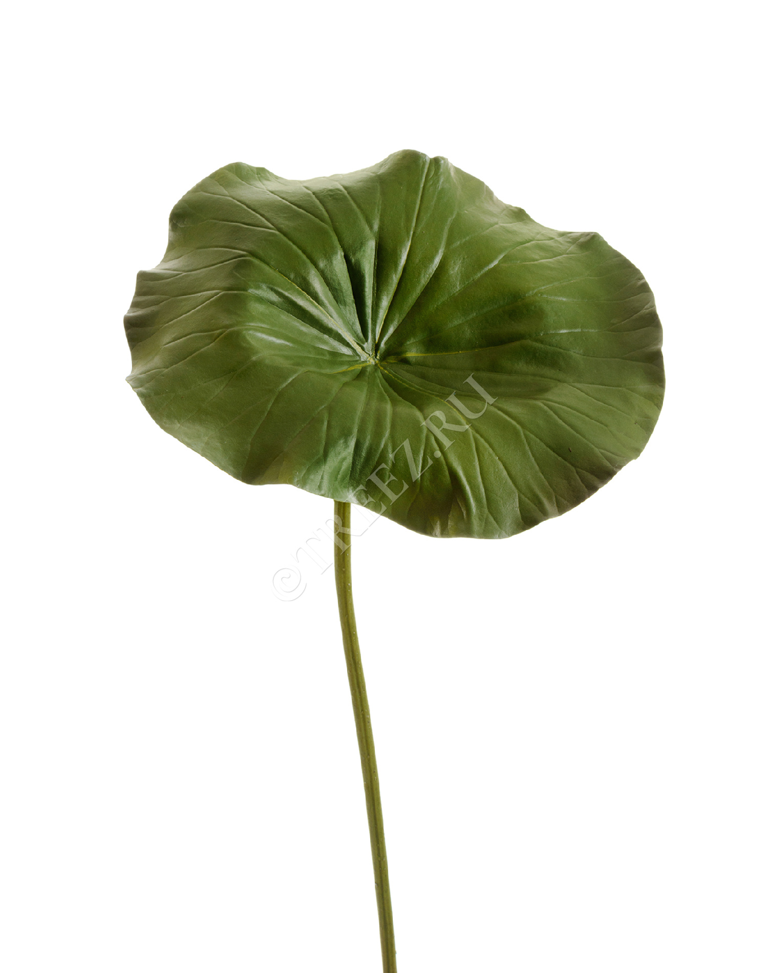 30.11170024GR Лист Лотоса большой Цветочная коллекция  - Вид №1