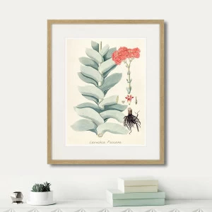 Картина в раме 52х42 см Fragmenta botanica №4, 1809г. КАРТИНЫ В КВАРТИРУ  264320 Зеленый;розовый;разноцветный