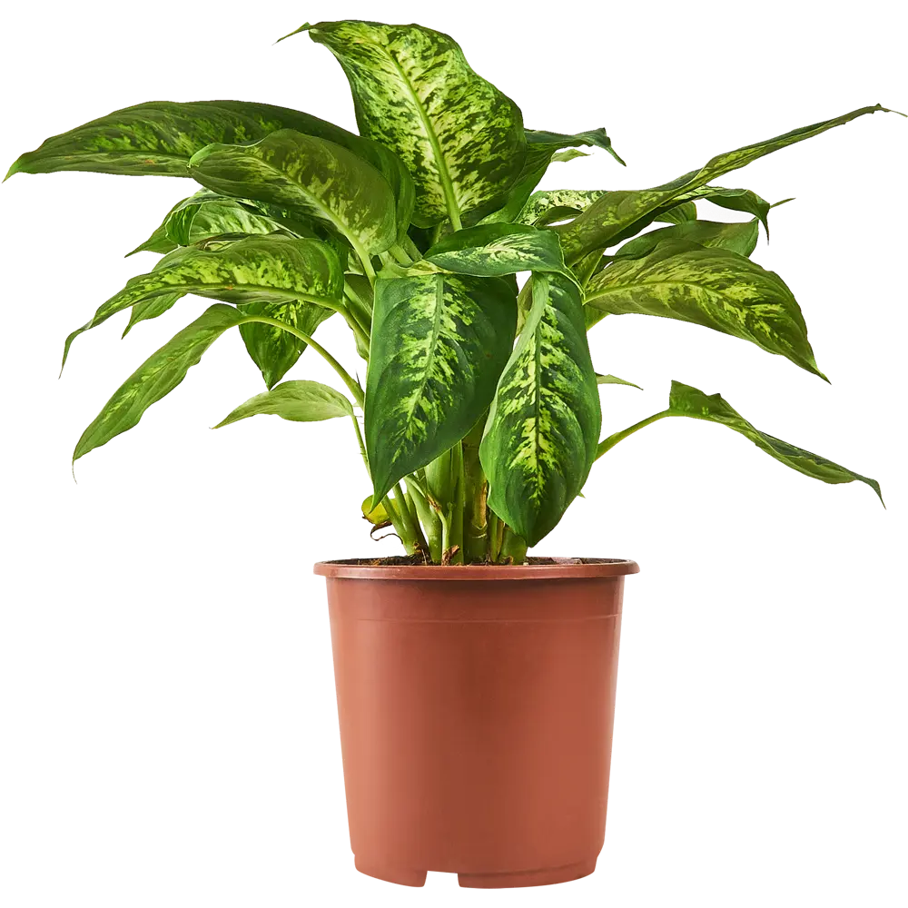 Диффенбахия Santreyd с кремовыми листьями в горшке ø17 h60 см 87959830 STLM-0076386