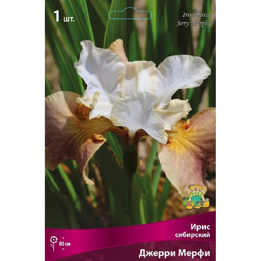 Ирис сибирский Джерри Мерфи 89452399 STLM-2069966 ПОИСК 