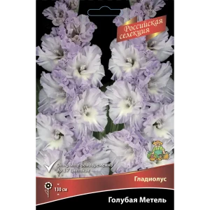 Гладиолус Голубая метель, 3 шт 86410052 STLM-2089320