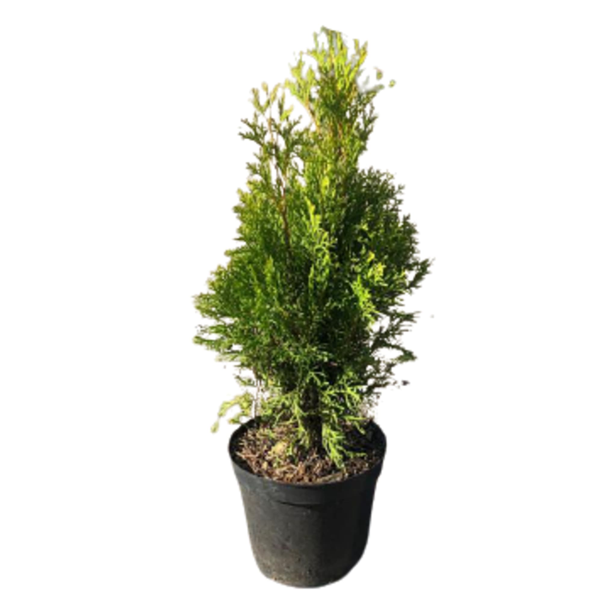 89795129 Туя западная Смарагд ø15 h60 - 80 см Santreyd 