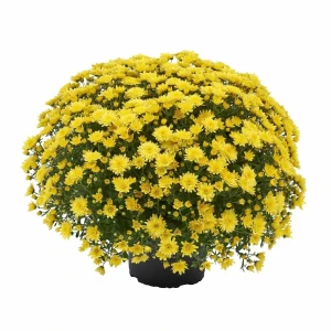 Santreyd Хризантема декоративная в горшке с лимонными соцветиями 83248131