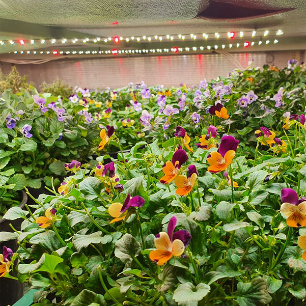 3543 Комплект Quantum line 115 см LAB.Space  - Вид №11