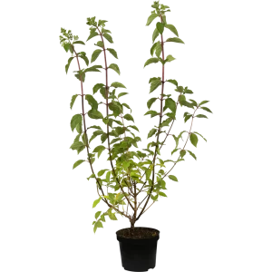 Гортензия метельчатая «Полар Биар» C3