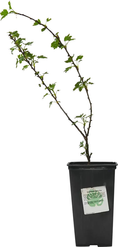 Santreyd Крыжовник микс - плодовый кустарник для сада 87718518