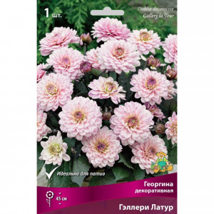 83593769 Георгина декоративная Гэллери Латур луковица I