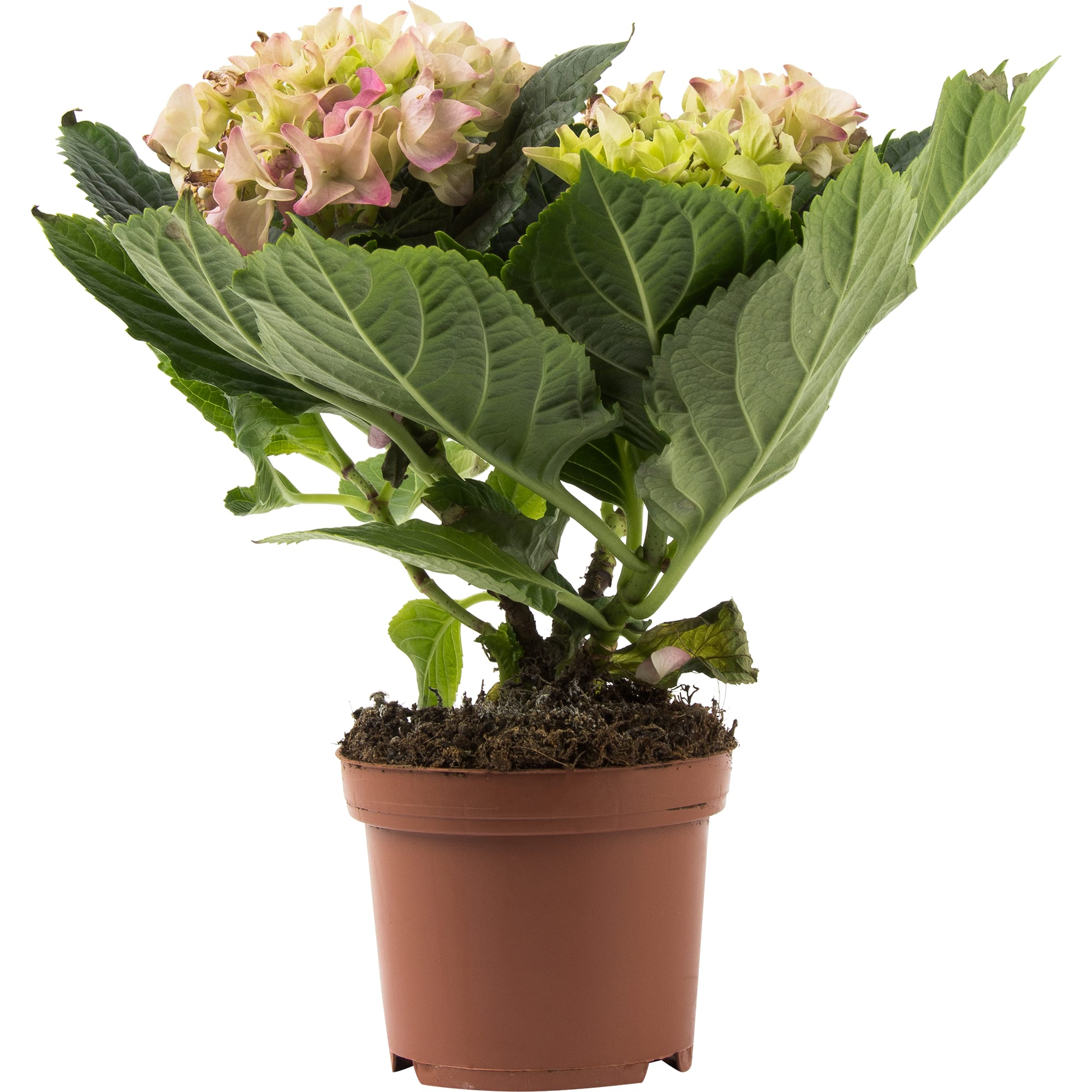 82580128 Гортензия макрофилла микс d10 h25 Santreyd  - Вид №3