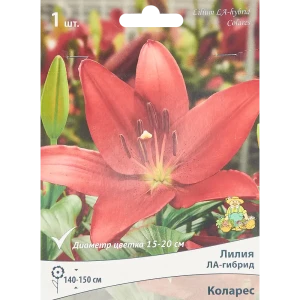 Лилия ла-гибрид Коларес 85205743 STLM-2003435