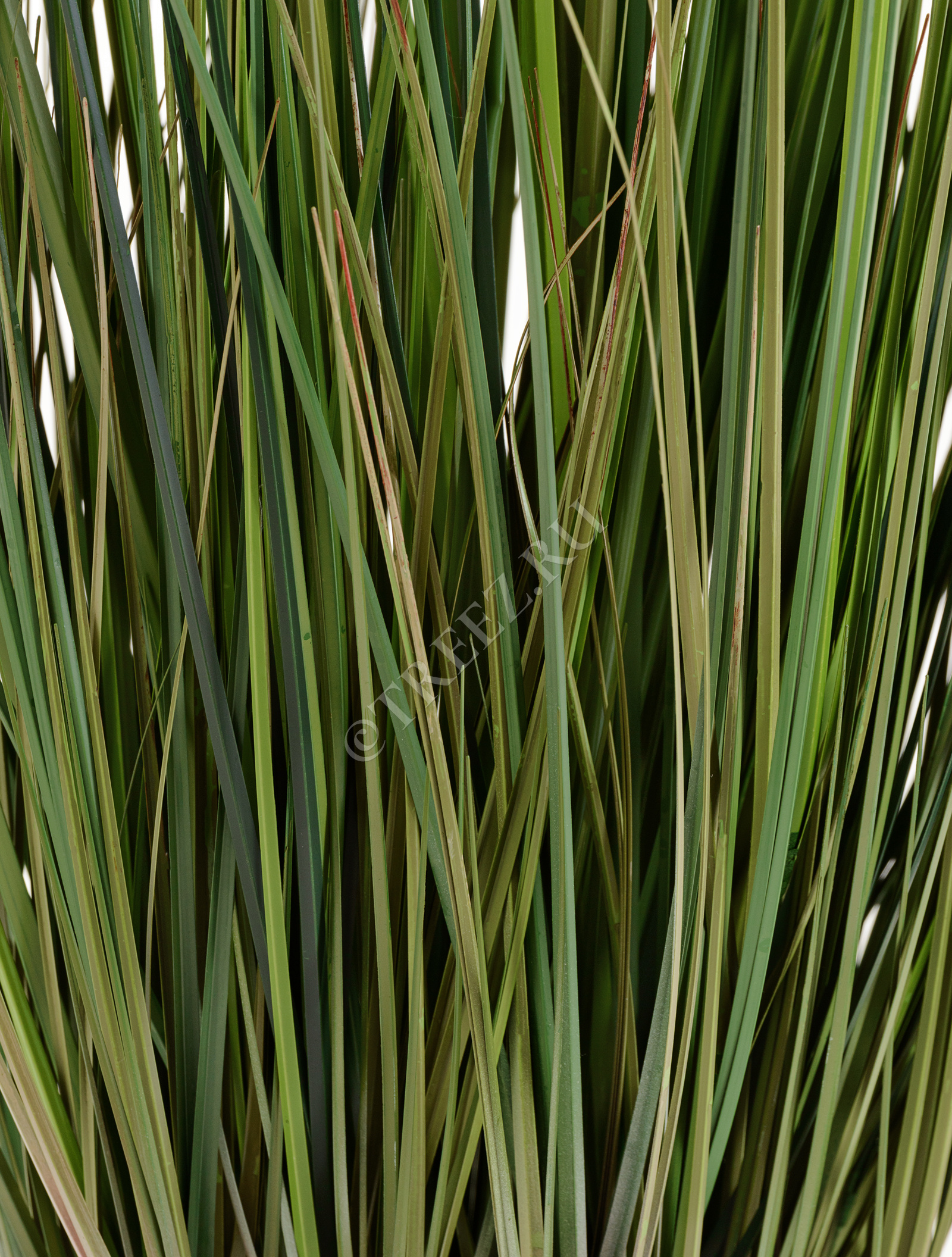 20.1040L-120 Трава Осока Элеганс куст с зелёными султанами Цветочная коллекция  - Вид №5