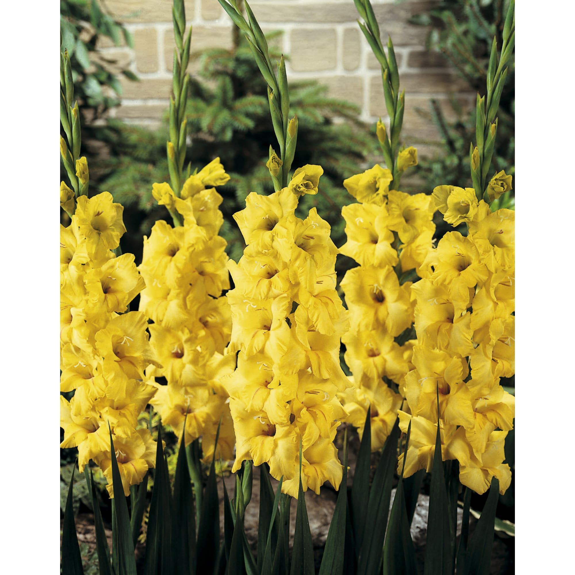 83783827 Гладиолус крупноцветковый Нова луковица 10/12 Santreyd 