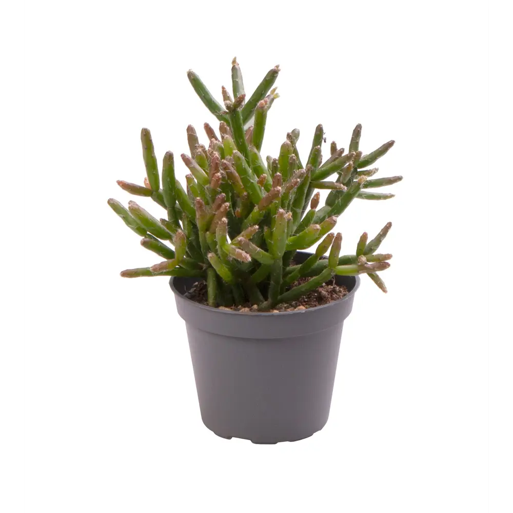 Santreyd Рипсалис Бурчелли — живой коралловый акцент для интерьера 89375041 STLM-0963106