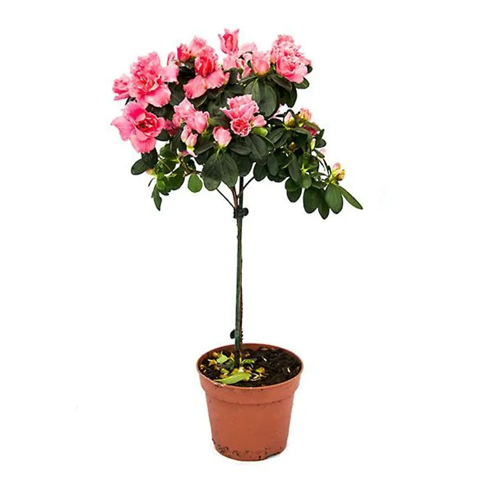 Santreyd Азалия микс - вечнозеленый кустарник с красными махровыми цветами 89352848 STLM-0949706 - Вид №1