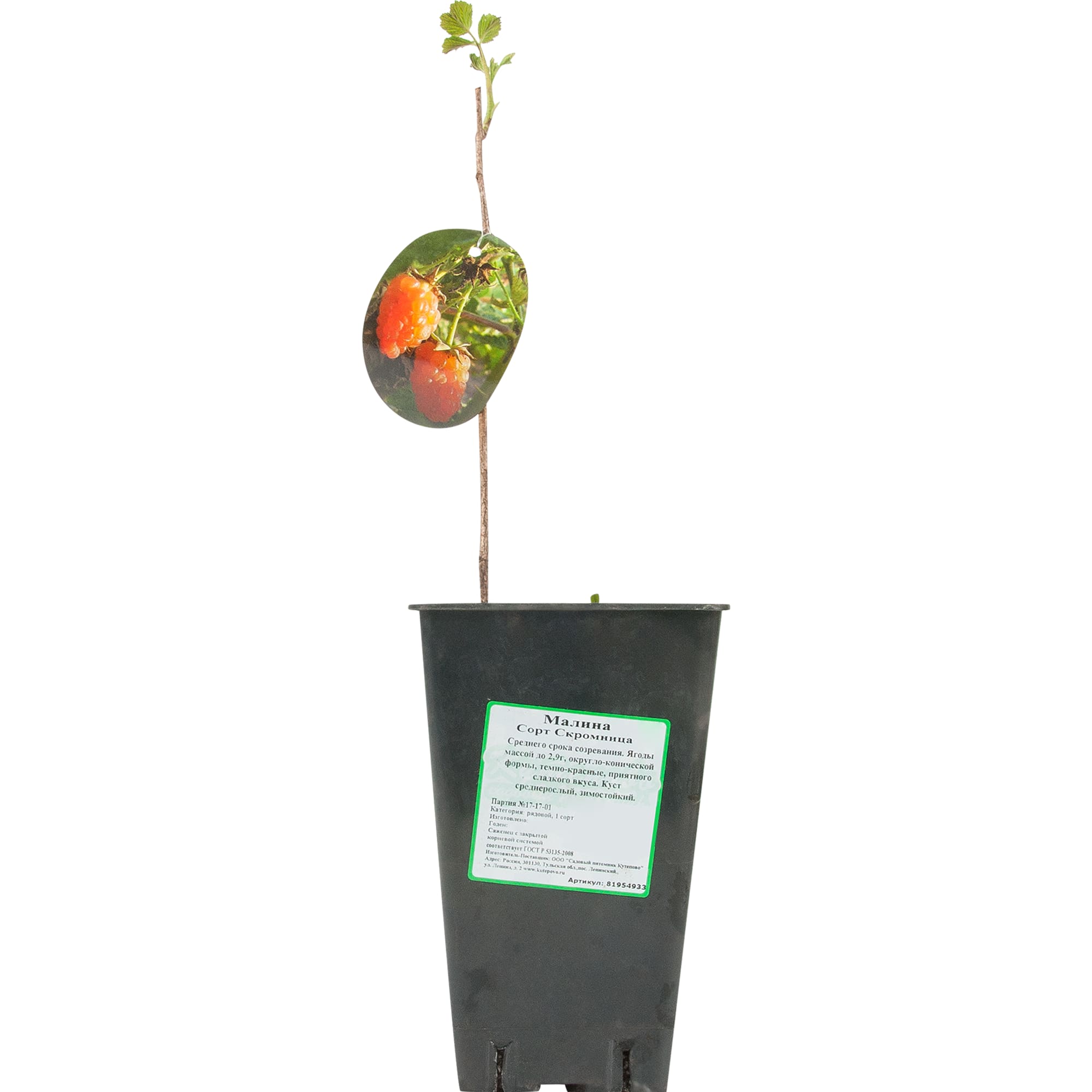 81954933 Малина С2 «Скромница» h40 Santreyd  - Вид №2