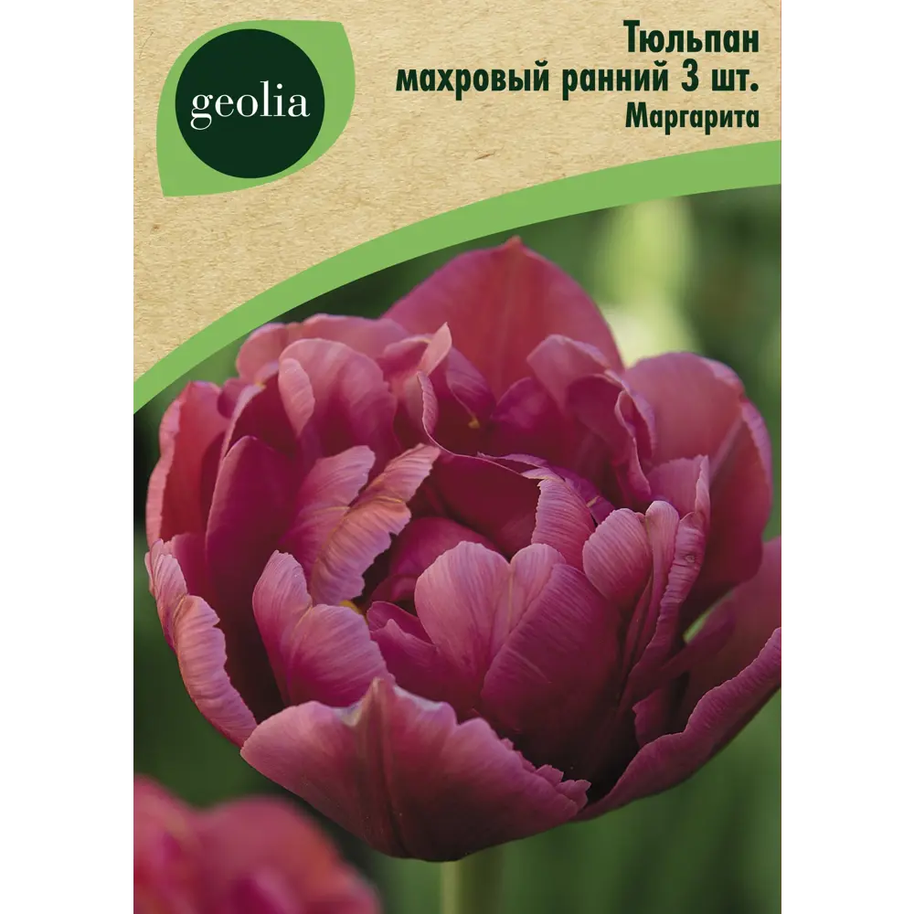 Тюльпан махровый ранний Маргарита 3 шт. 88663188 STLM-2100109 GEOLIA 
