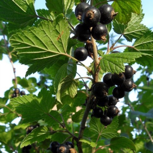 Саженец смородины чёрной Ядреная h40 Santreyd 81954950 STLM-0015237 - Вид №2