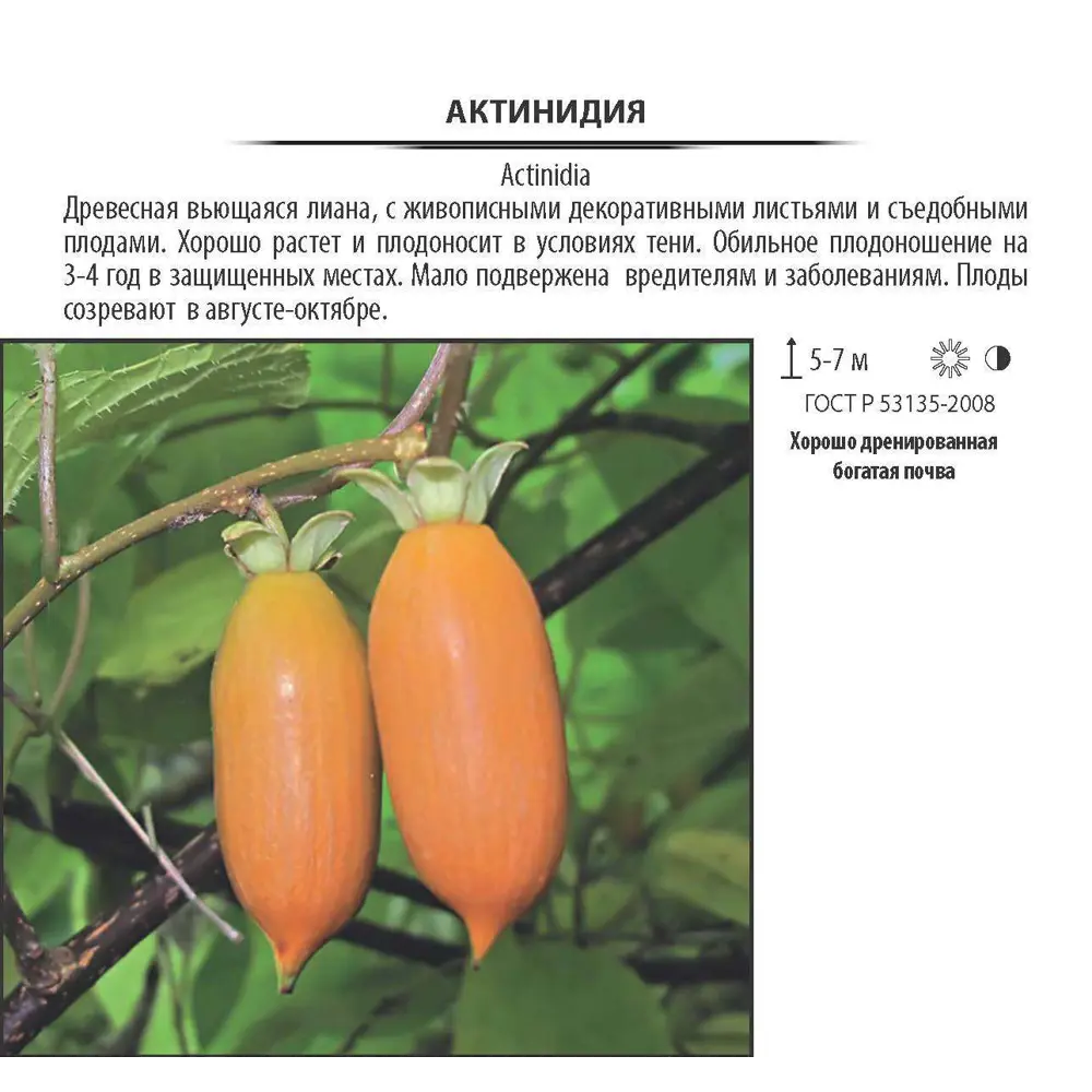 Саженец Актинидии Аргута Santreyd - экзотическая лиана киви для вашего сада 16572302 STLM-0961518 - Вид №3
