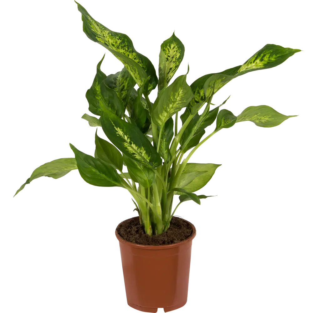 Диффенбахия микс Santreyd — тропическая роскошь для интерьера 14032361 STLM-0004205